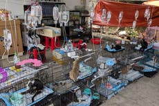 Policía rescata a cientos de gatos para consumo humano en Vietnam tras una redada