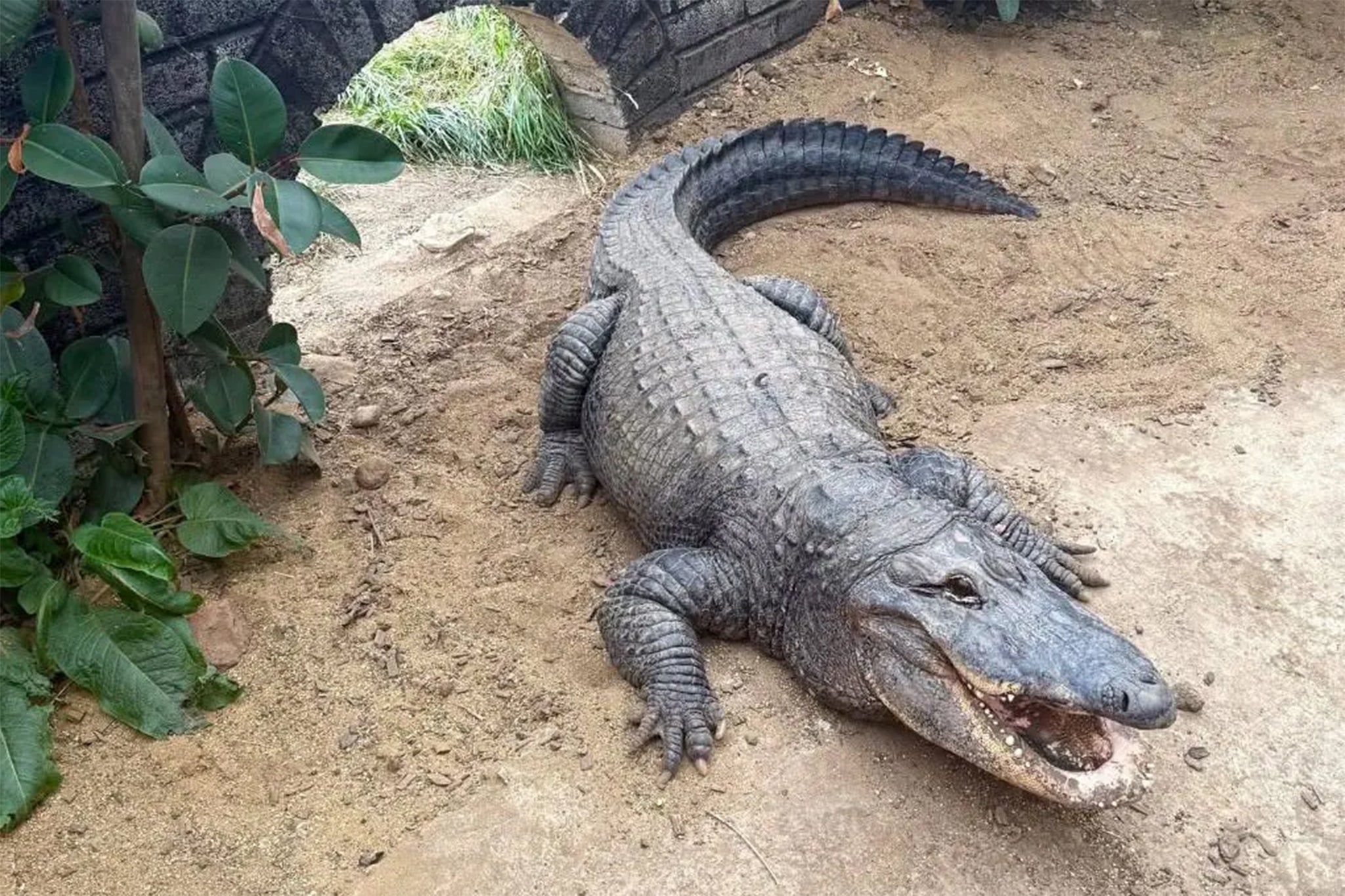 Según los informes, el niño fue arrojado al recinto de los cocodrilos en el zoológico cercano a Huntingdon