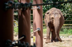 ¿Deberían los animales tener derechos humanos? La Corte Suprema de Hawai fallará al respecto