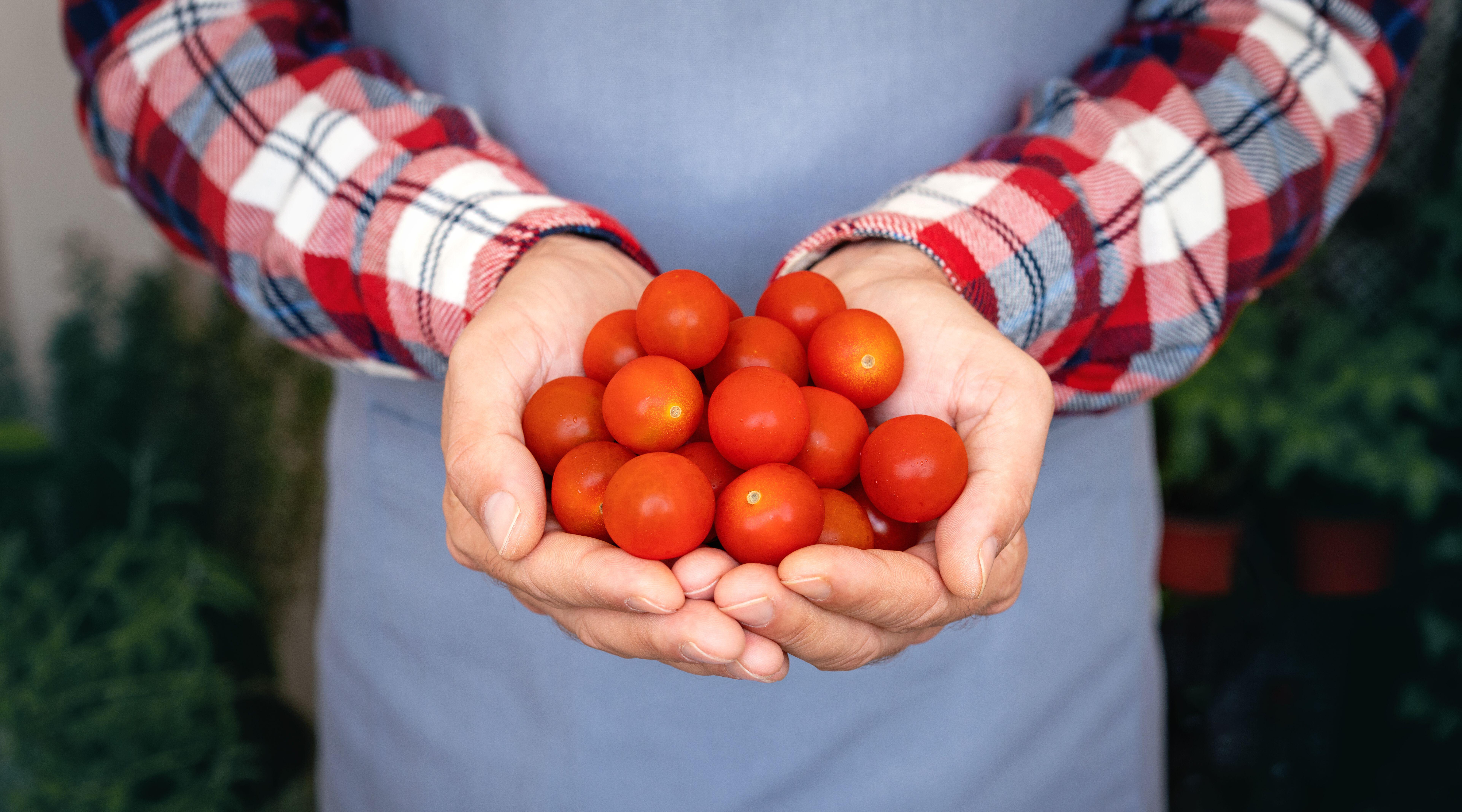 Los tomates contienen vitaminas C, A y K, potasio, ácido fólico y fibra