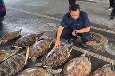 Policía en Bali frustra intento de vender 21 tortugas protegidas; arrestan a sospechoso