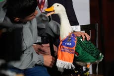El pato Merlín llega a la conferencia matutina de la presidenta de México