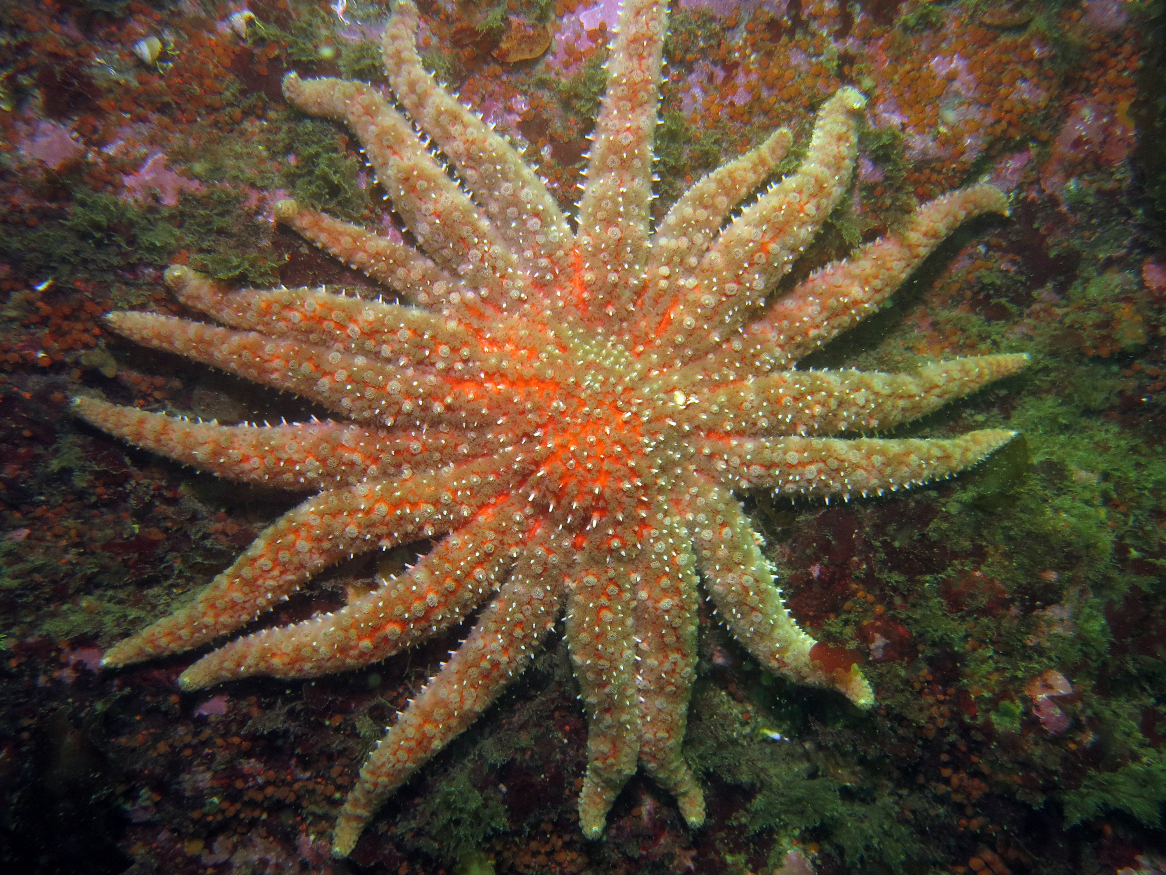 Las estrellas de mar girasol se consideran una especie amenazada. Los expertos federales estadounidenses afirman que siguen trabajando en una propuesta para incluir a estos animales en la lista de especies amenazadas en virtud de la Ley de Especies en Peligro de Extinción del país
