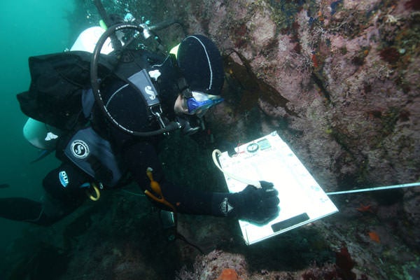 Un científico documenta la evolución de la enfermedad del desgaste de las estrellas de mar en diferentes especies de estas. La enfermedad ha acabado con la vida de miles de millones de ejemplares