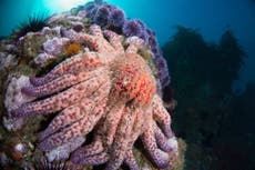 Especie marina que se creía extinta aparece frente a costas de California