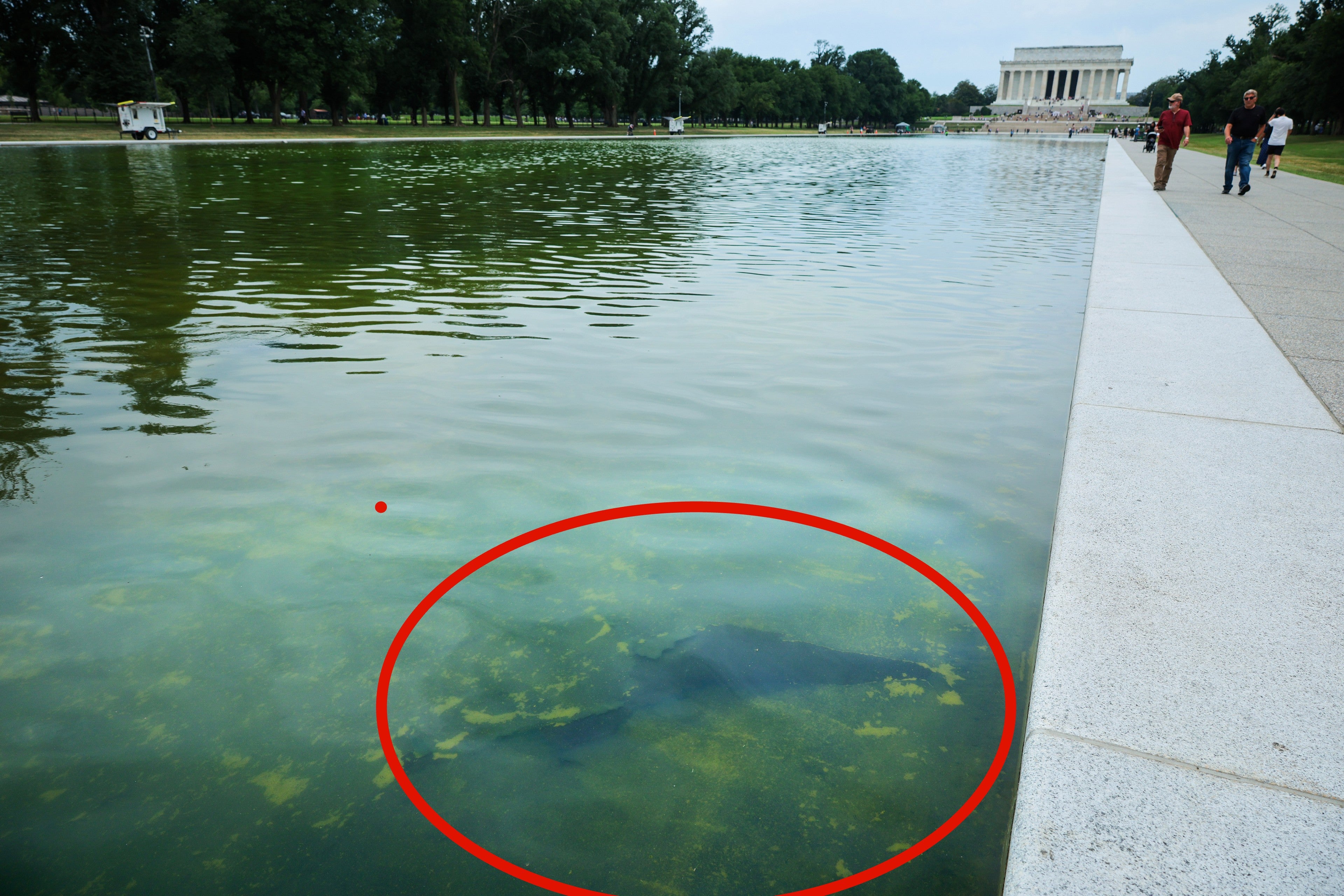 A través del agua verde llena de algas, se puede ver un desgarro en el sellador recién aplicado en el fondo del estanque reflectante del Monumento a Lincoln, el 18 de junio de 2026 en Washington, D. C.