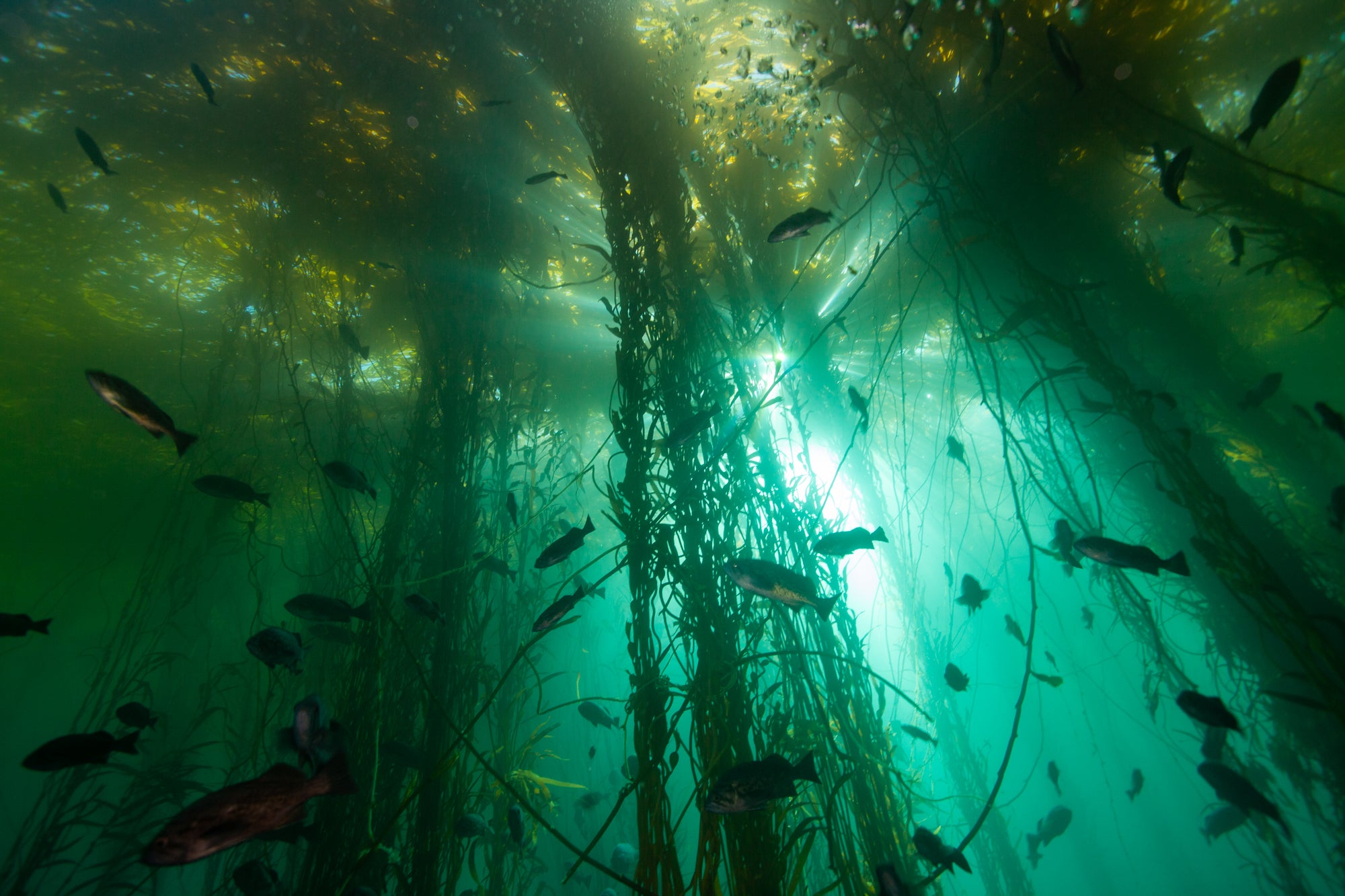 Se observa un bosque de algas marinas frente a la costa de California. Los bosques de algas marinas son hábitats fundamentales para cientos de especies