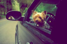 Cómo los estadounidenses planifican sus viajes con sus mascotas