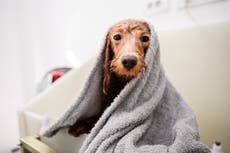 Los 11 mejores consejos para mantener a los perros frescos durante una ola de calor