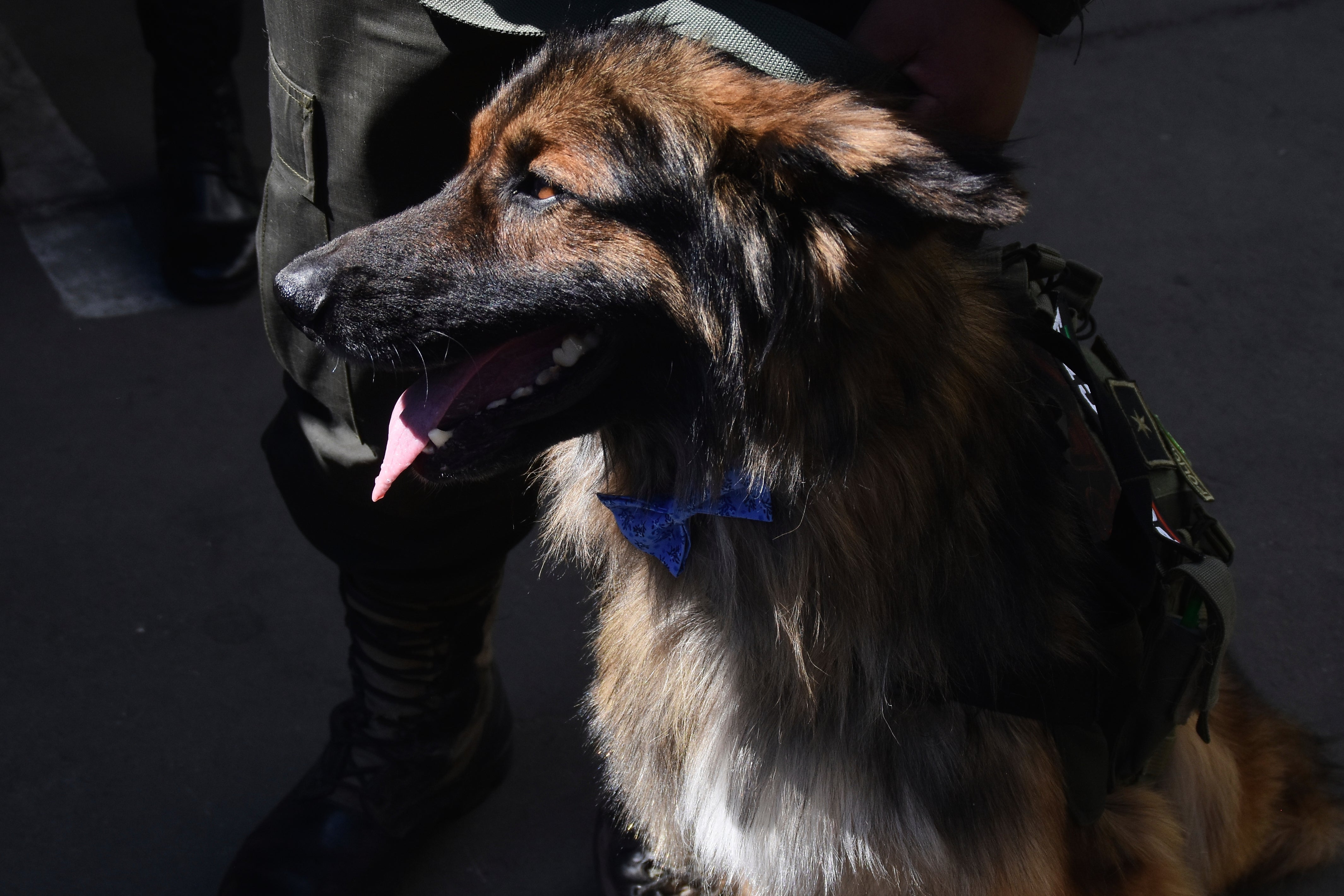 BOLIVIA-PERRO POLICÍA