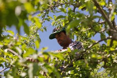 Vermont es el primer estado en prohibir el paraquat, un herbicida vinculado al párkinson