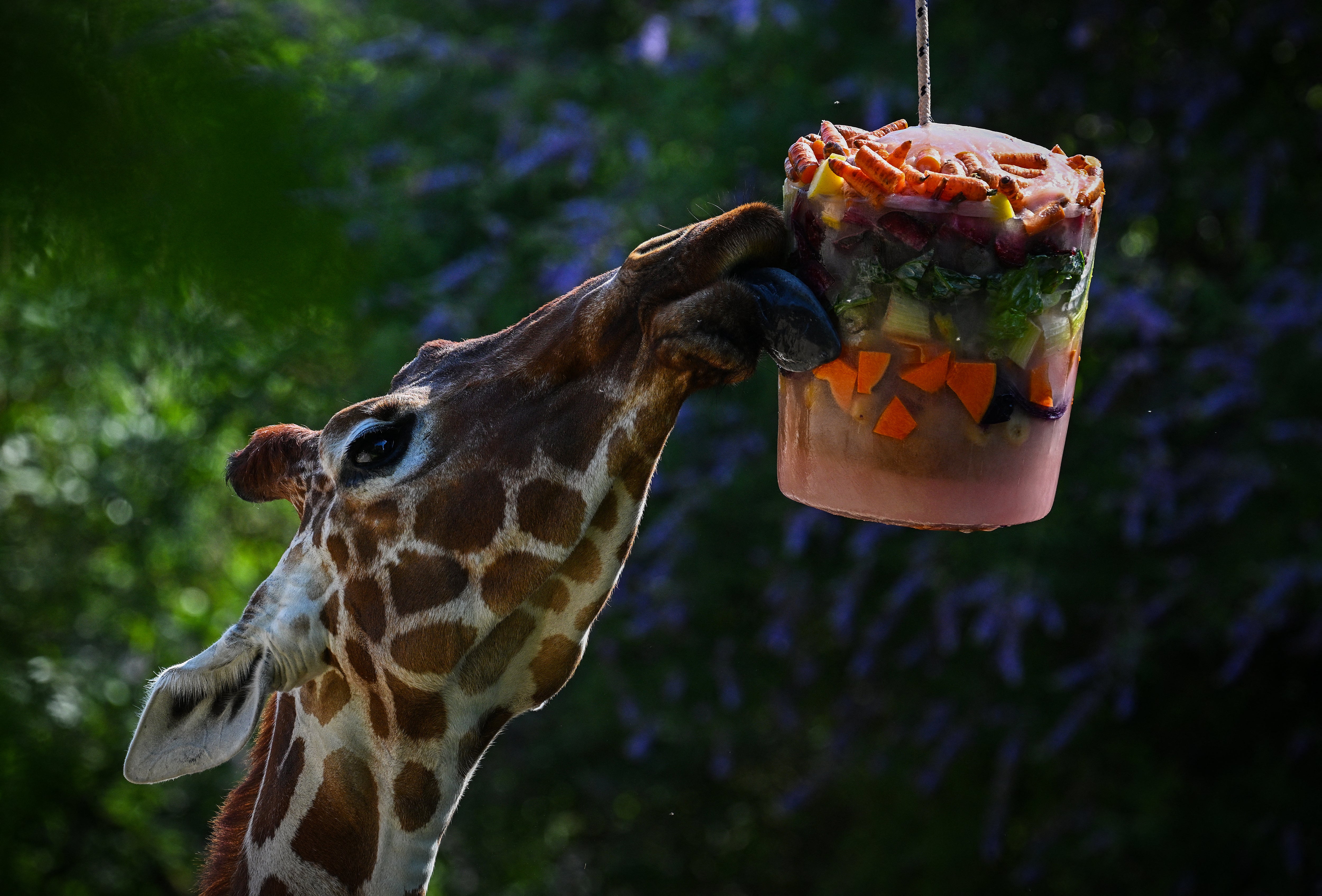Una jirafa come frutas y verduras congeladas en el Zoológico de Roma mientras la ola de calor continúa
