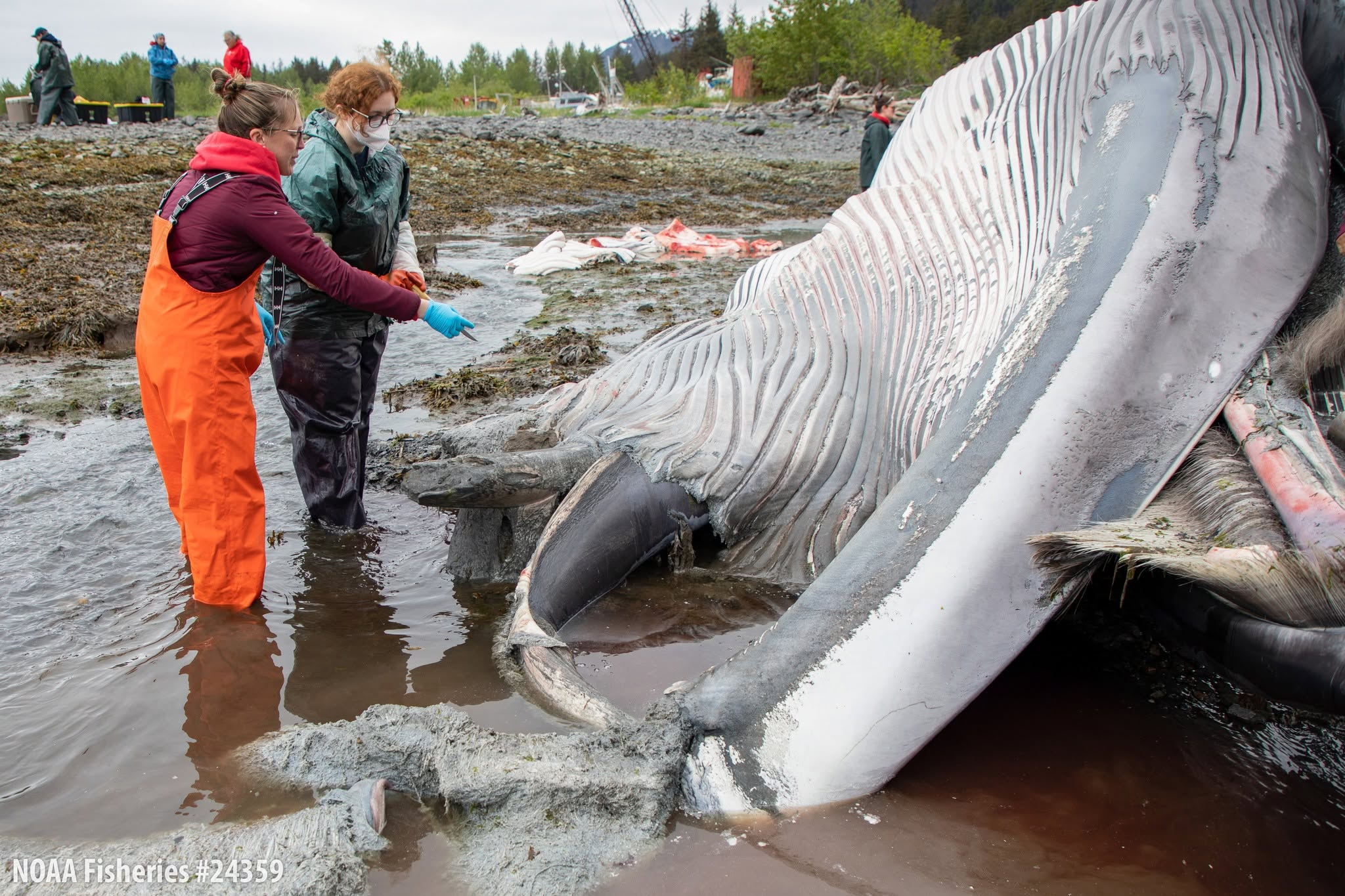 La causa oficial de la muerte de la ballena no se confirmará hasta que concluyan los análisis, un proceso que podría tardar varios meses