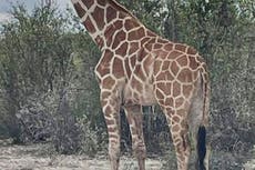Gracie la jirafa es hallada dos semanas después de salirse de un rancho de Texas
