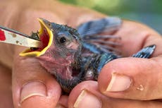 No solo la gente sufre el calor: qué hacer si ve animales salvajes afectados por altas temperaturas