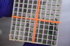 Reabren planta en México para combatir al gusano barrenador en medio del avance de la plaga en EEUU