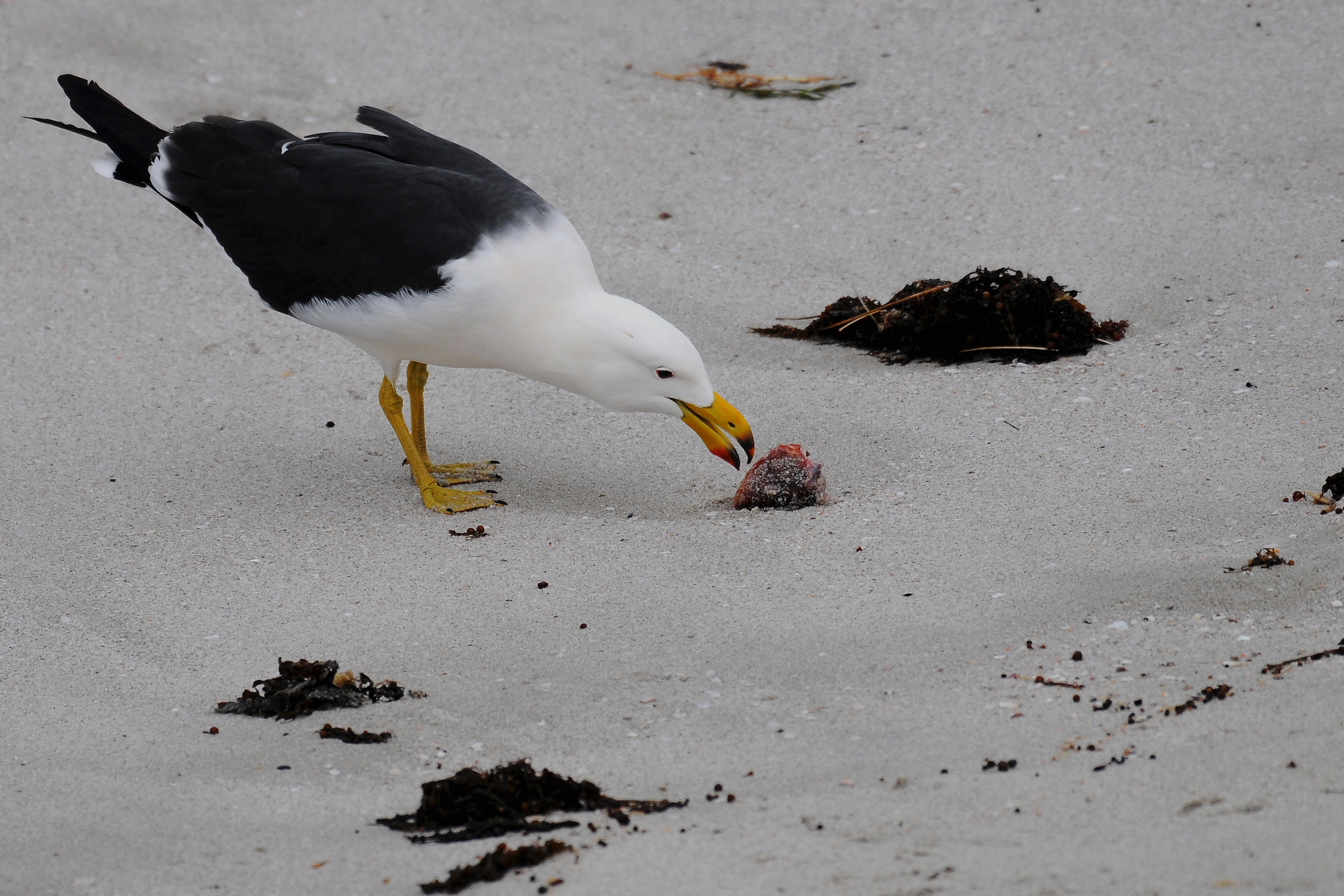 <p>Una gaviota del Pacífico camina por una playa de Esperance, una localidad situada en la costa sur de Australia Occidental</p>