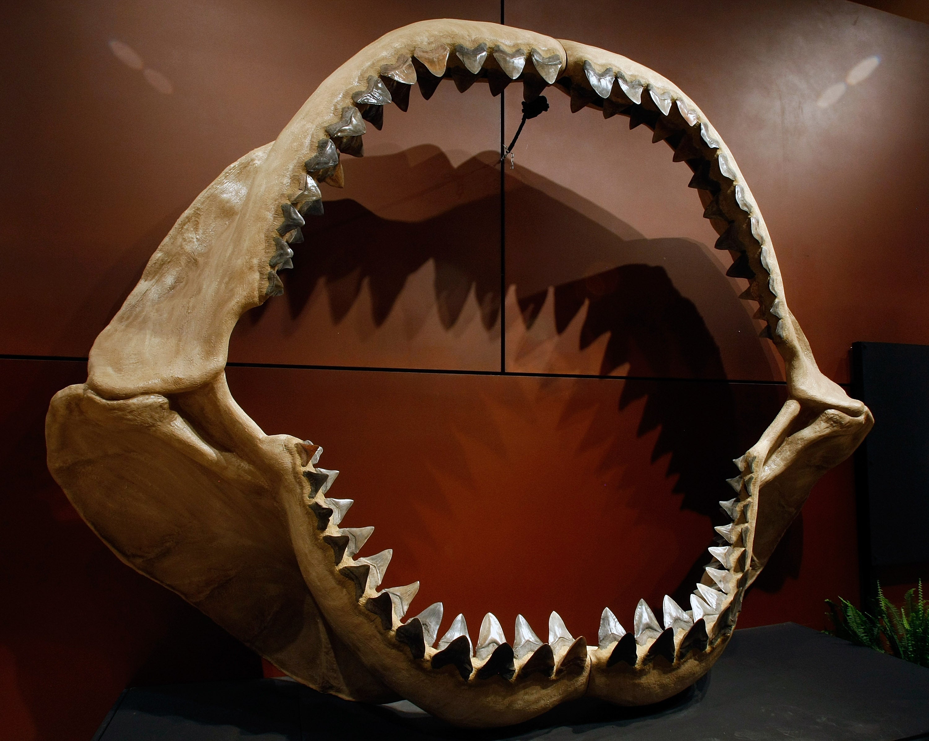 Una de las mandíbulas de megalodón más grandes del mundo, formada por unos 180 dientes fosilizados de esta especie prehistórica