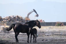 Calor en Europa provoca temores por salud de los animales