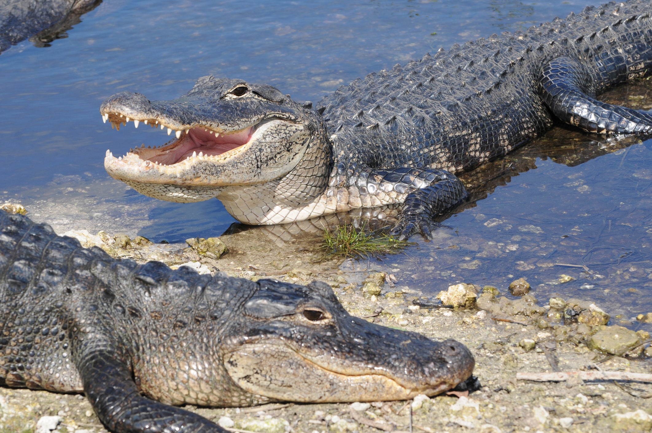 <p>Un lagarto del condado de Marion, en Florida, atacó a una mujer que se bañaba en el río Silver, lo que le provocó la pérdida del brazo derecho. El animal dejó de atacar cuando un navegante que se encontraba cerca se apresuró a acudir al lugar para ayudar a la mujer</p>