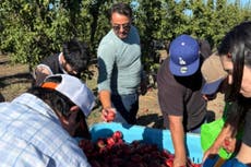 Agricultor regala 57 toneladas de nectarinas tras una demanda