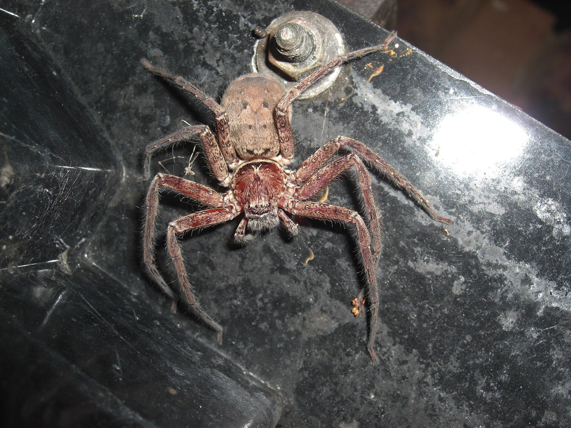Heteropoda cervina en una barbacoa en Nueva Gales del Sur