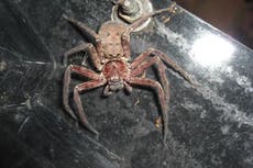 Una araña australiana es declarada la más rápida del mundo tras batir un récord