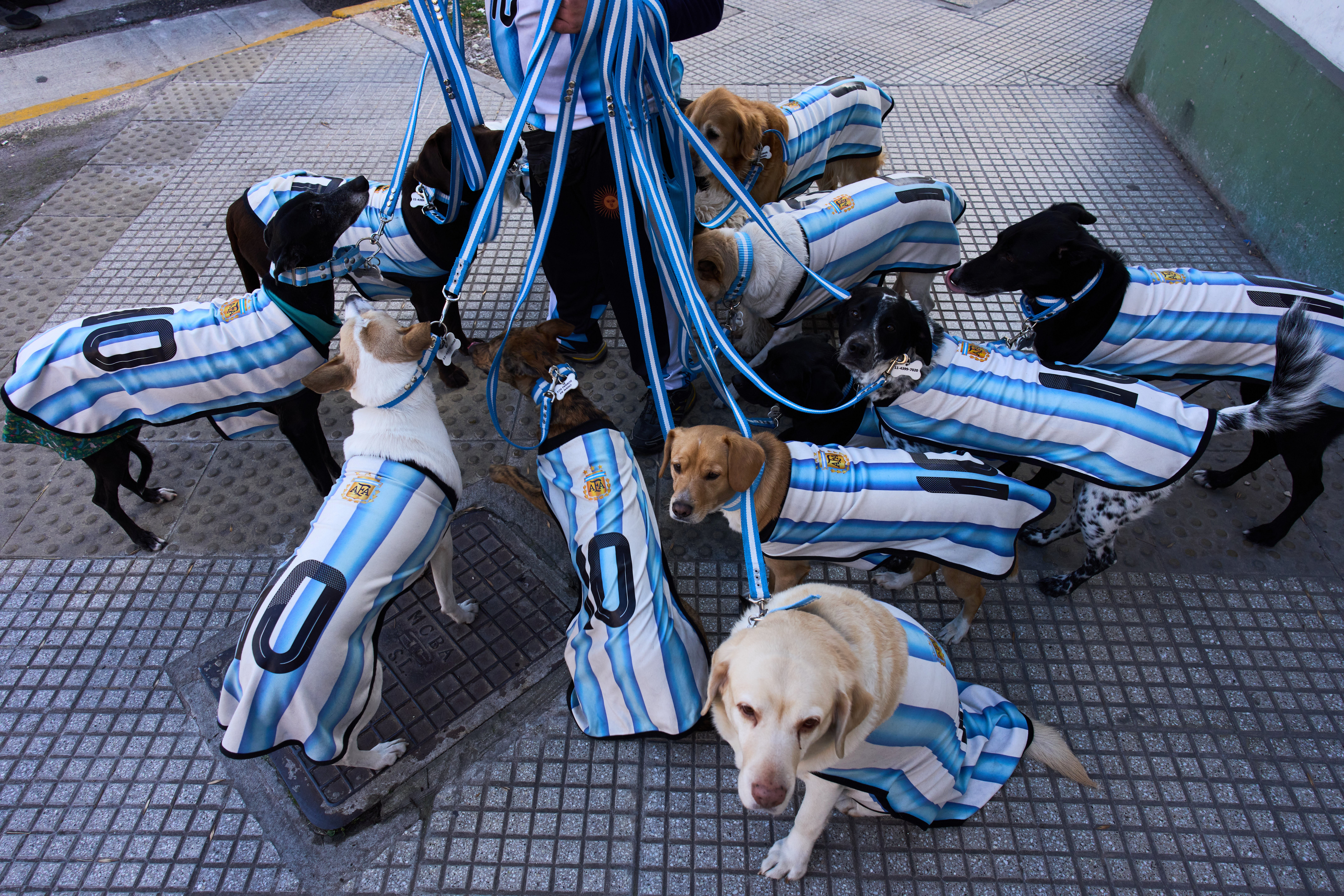 MUNDIAL-ARGENTINA-PERROS HINCHAS