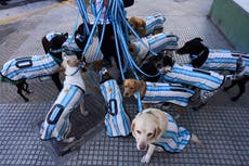 Perros hinchas de Argentina se suman a la fiebre mundialista antes del partido contra Cabo Verde