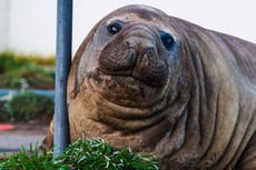 Neil, una foca elefante de 1.000 kilos, visita -y aplasta- poblados costeros en Australia