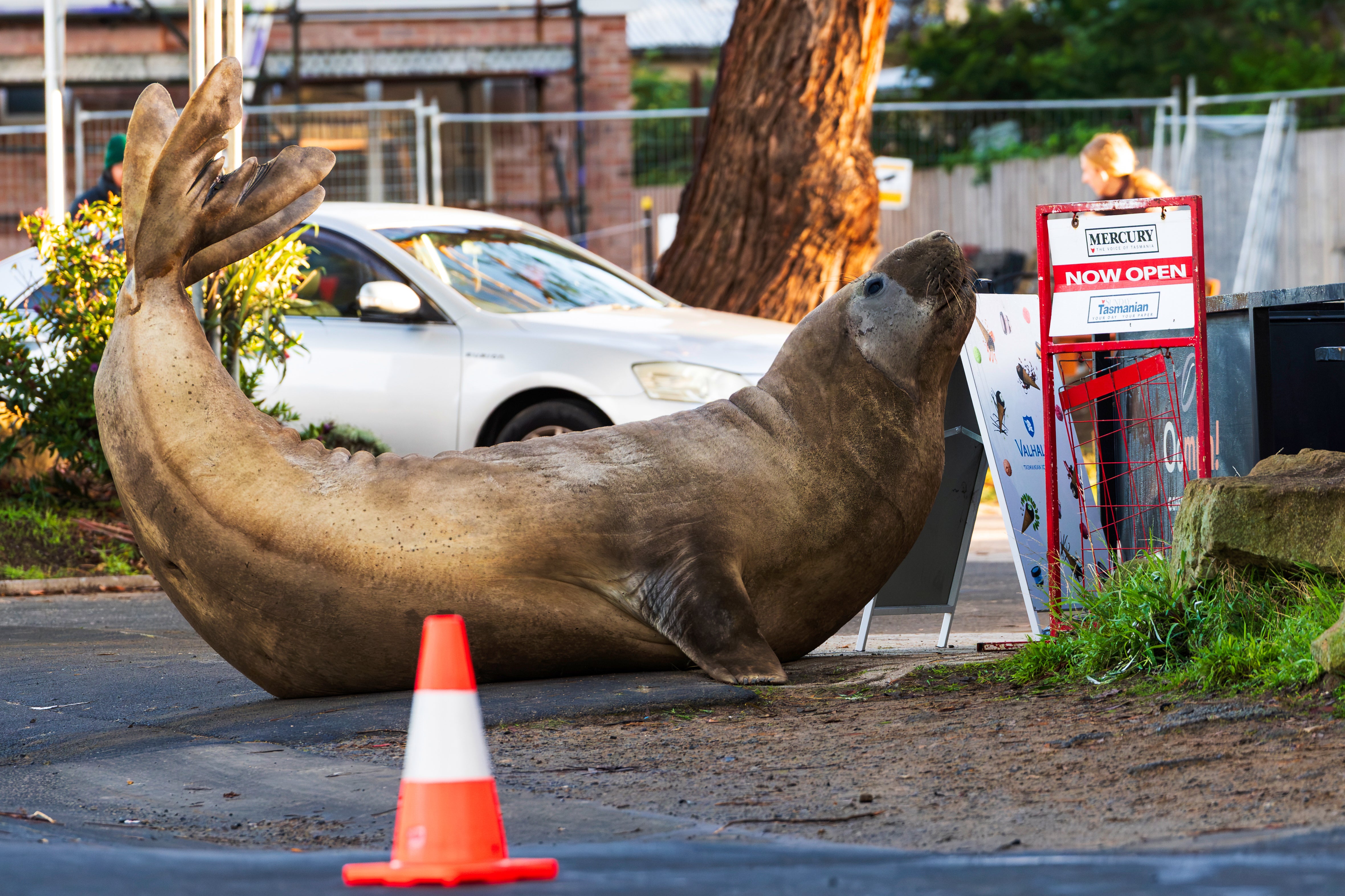 AUSTRALIA-FOCA ELEFANTE