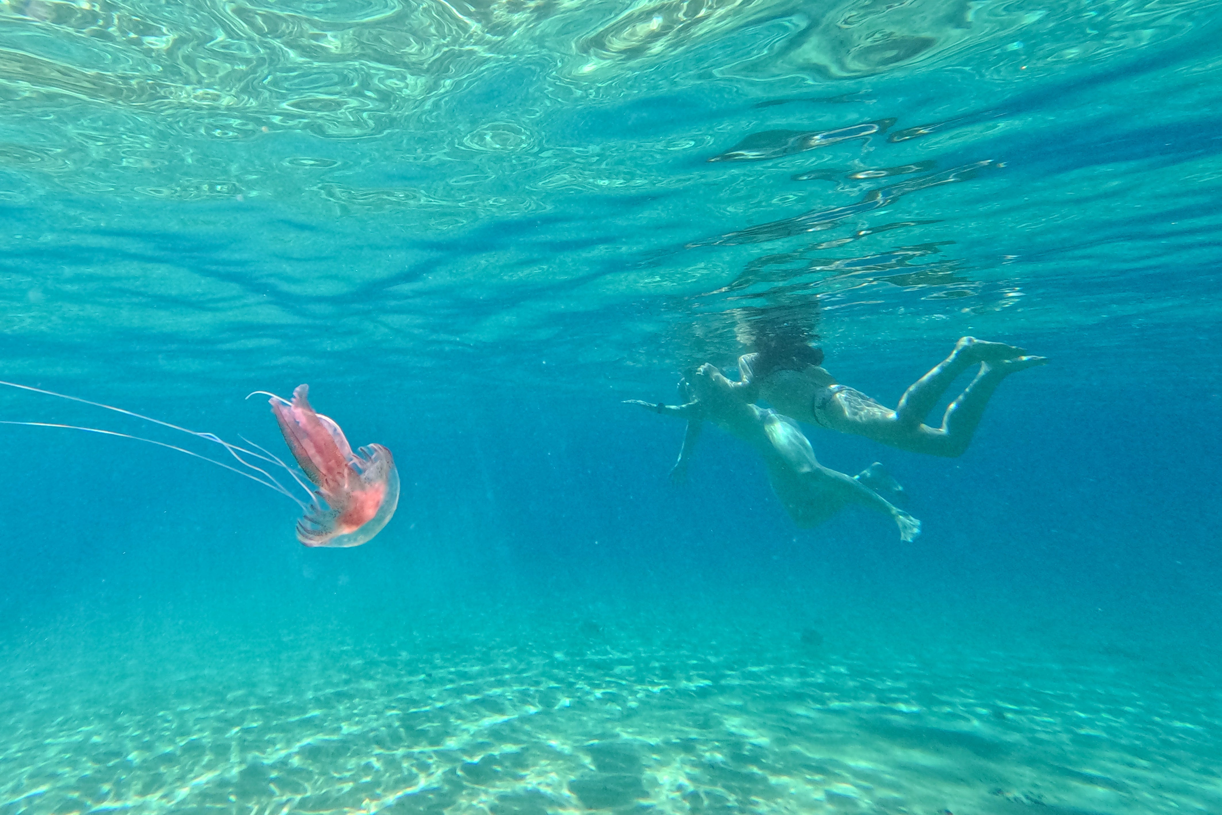 Una medusa “stinger” de color malva flota en el mar frente a las costas de Mykonos