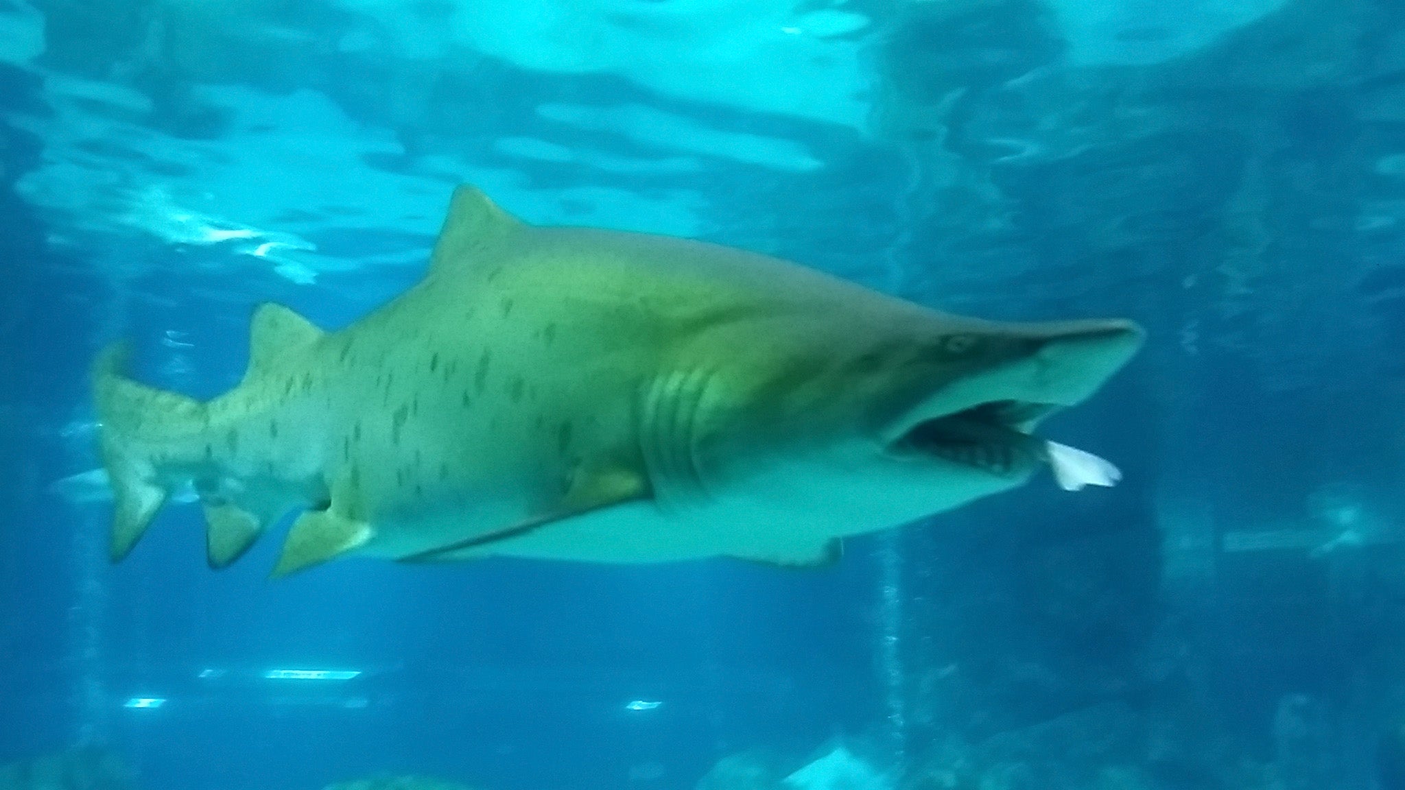 Tiburón tigre de arena con un tiburón sabueso rayado en la boca, en el Acuario COEX