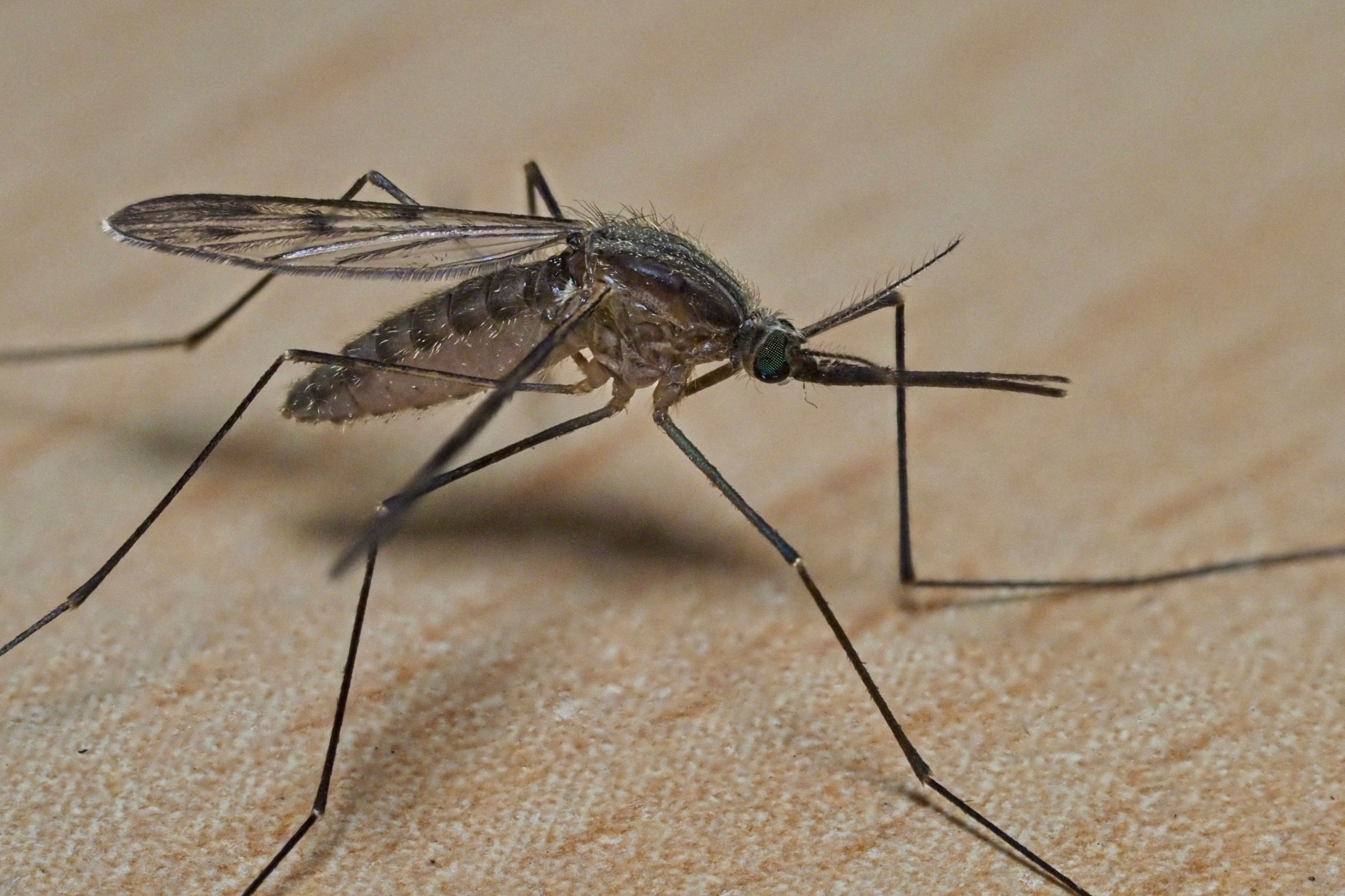 Walt Disney World cuenta con un amplio programa de vigilancia y drenaje para acabar con los insectos que pueden aparecer en casa
