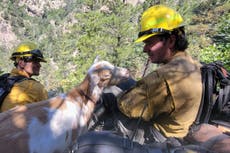 Una cabra brinda apoyo moral a bomberos de Colorado