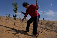La "Gran Muralla Verde" China frena el desierto, pero los expertos advierten que la lucha continúa