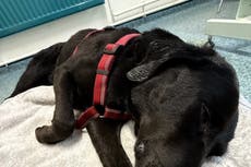 Perro consume cannabis accidentalmente y requiere de rescate alpino en Reino Unido