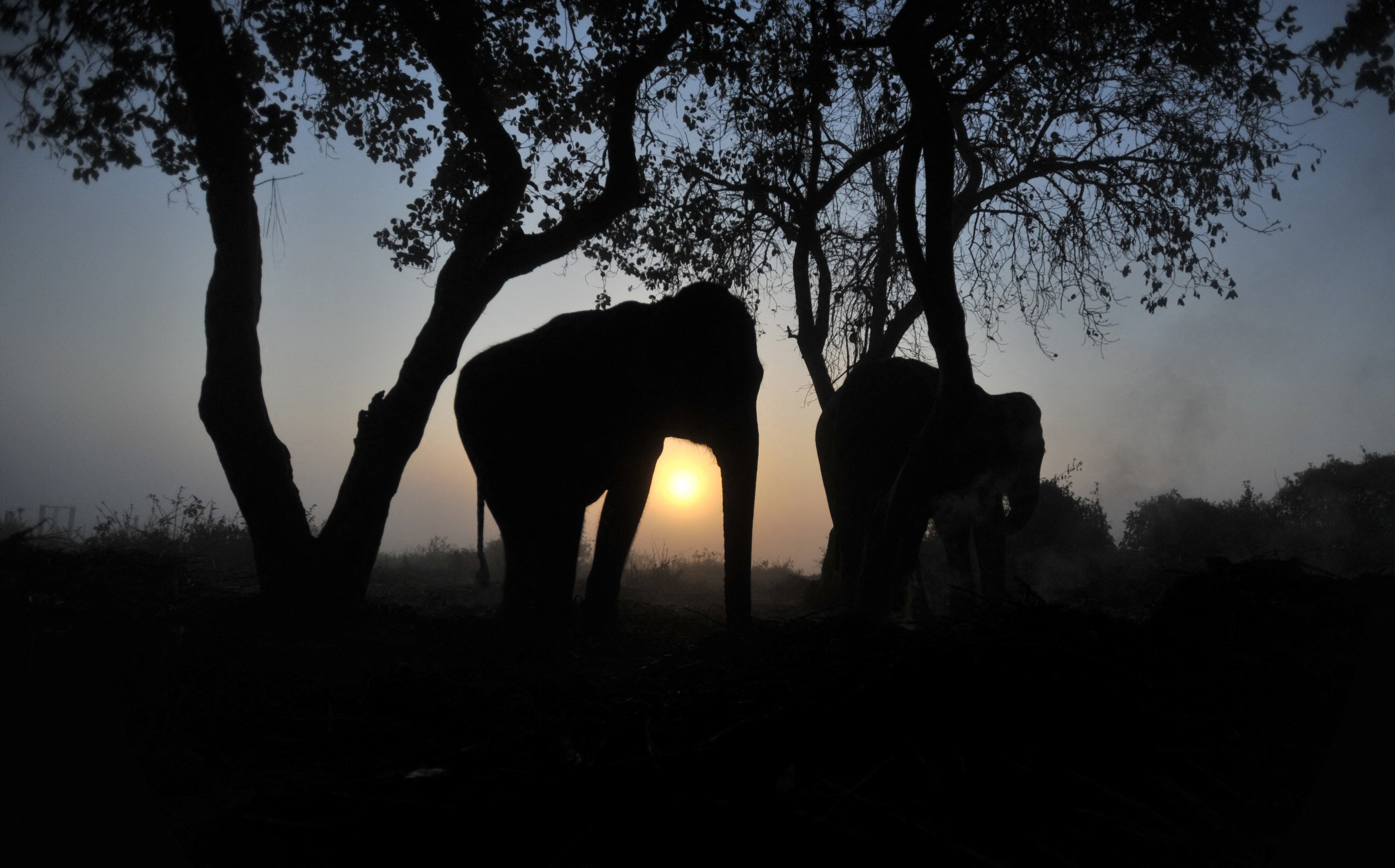 Imagen de referencia. Un elefante descansa bajo un árbol en Sauraha, en el distrito de Chitwan, a unos 150 kilómetros al suroeste de Katmandú, Nepal