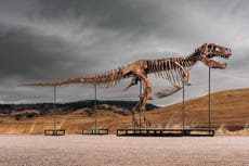 Un fósil de T-Rex se subasta en un récord de $50 millones