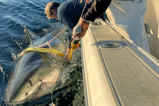 Tiburón blanco macho más grande detectado en el Atlántico se acerca a zona turística