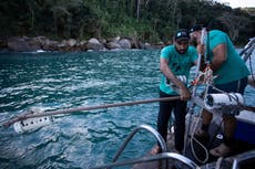 Bahía brasileña que es zona de cría de tiburones impulsa un importante proyecto de conservación