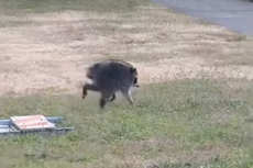 El mapache mutante ‘Jimothy’ corretea por los jardines de Seattle