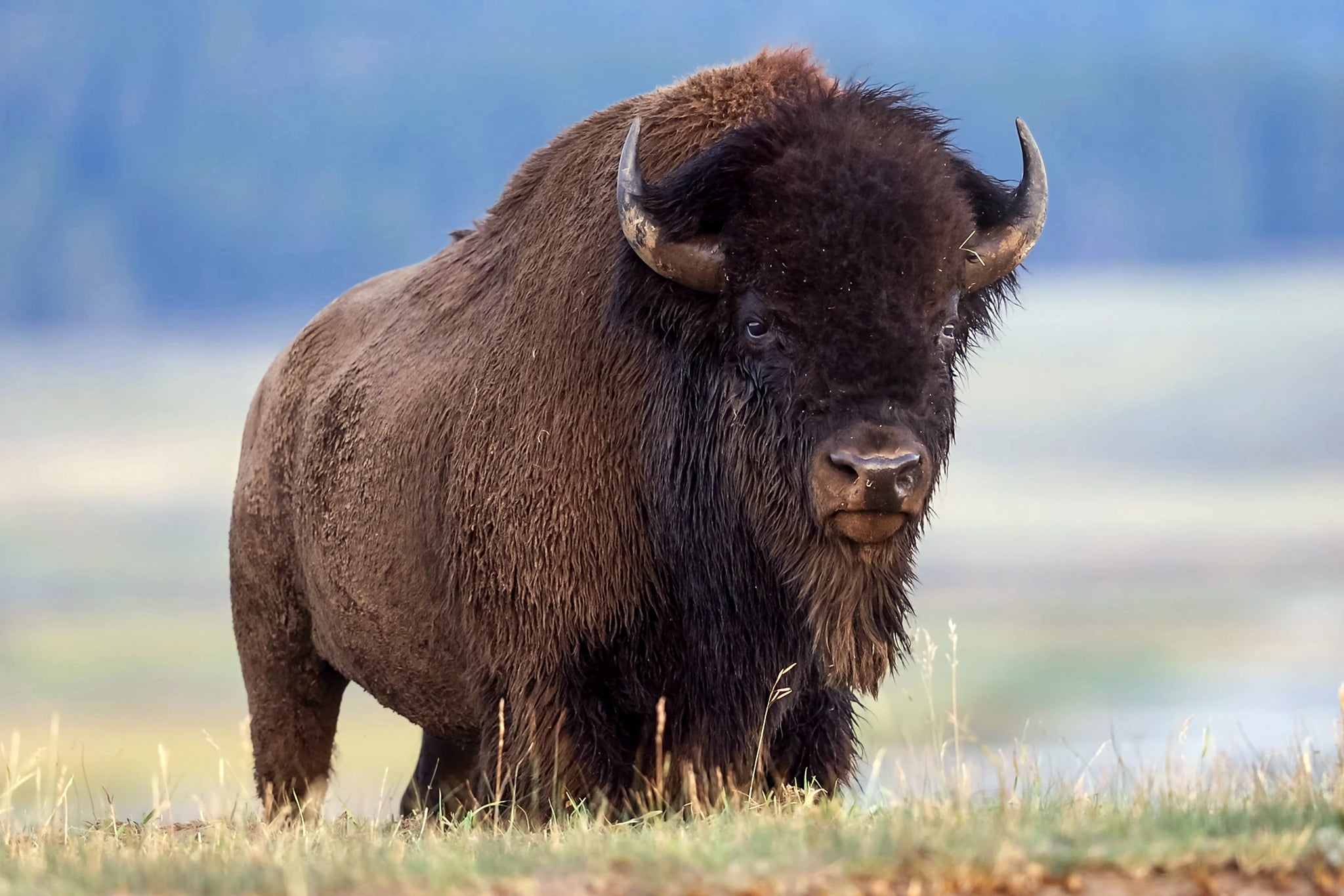 Según un testigo, el bisonte embistió a Carl con el cuerno antes de lanzarlo por los aires