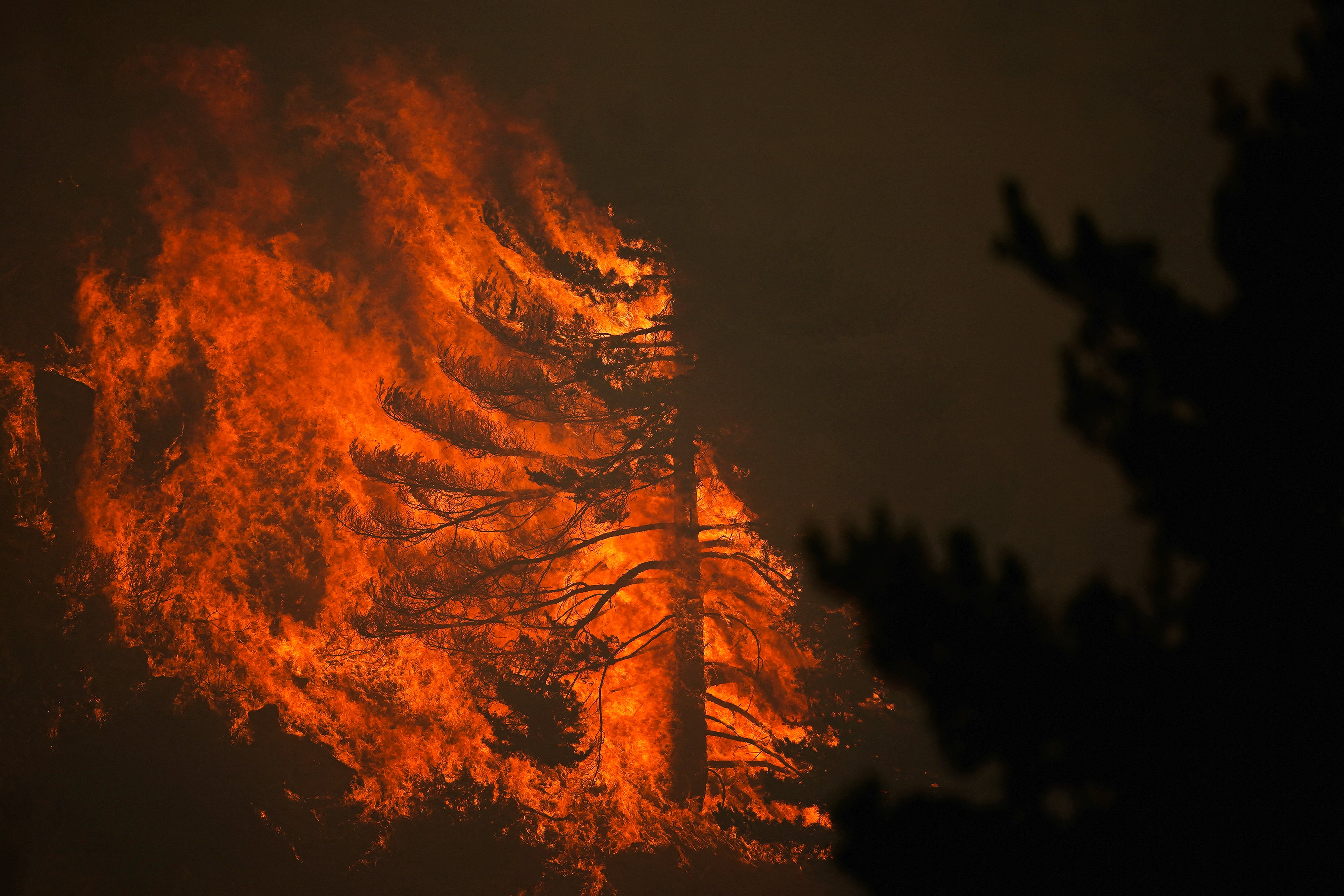 Un árbol arde durante el incendio forestal de La Mierla, en Albendiego (Guadalajara)