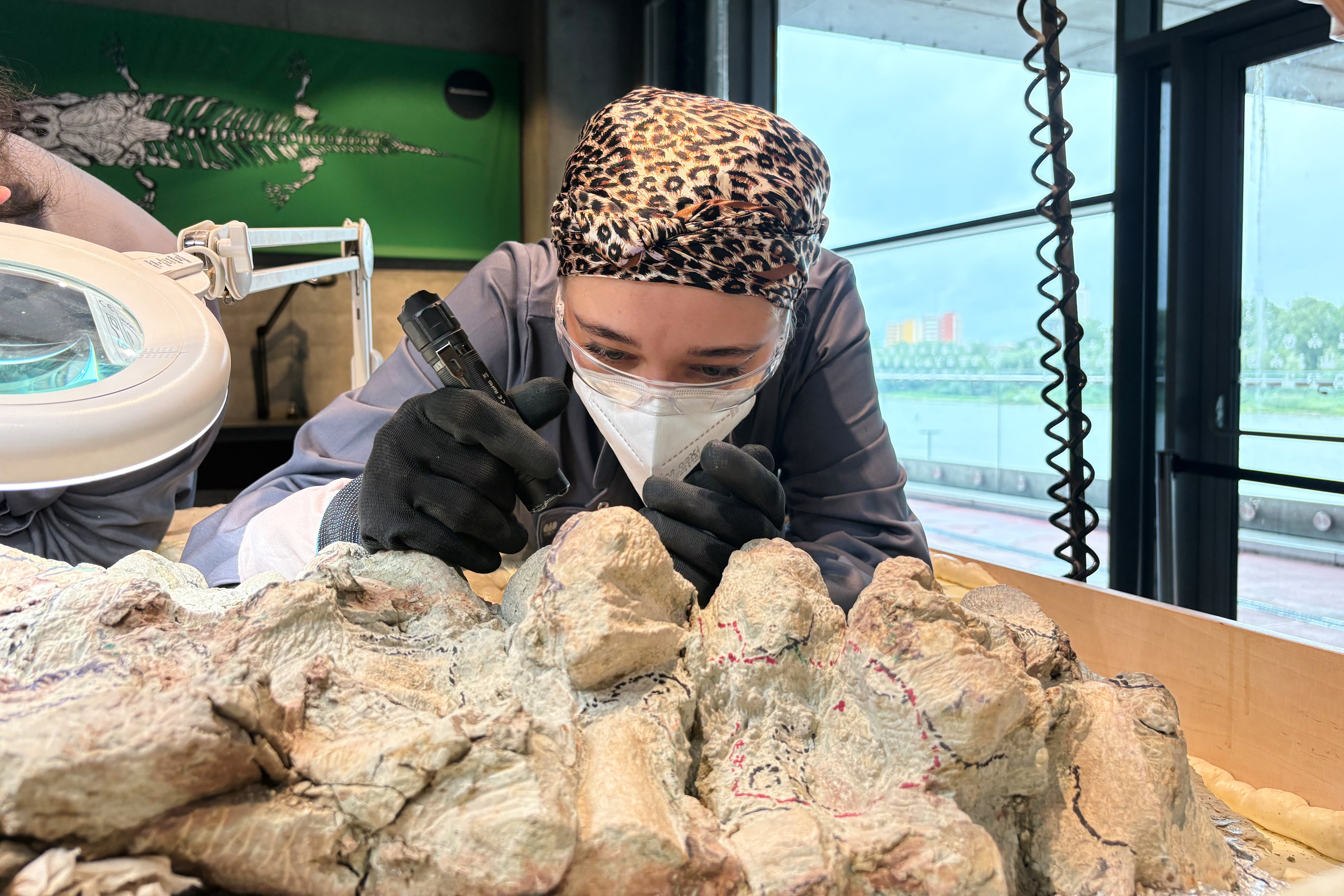 2.000 voluntarios participan restaurando el esqueleto de un enorme anfibio prehistórico