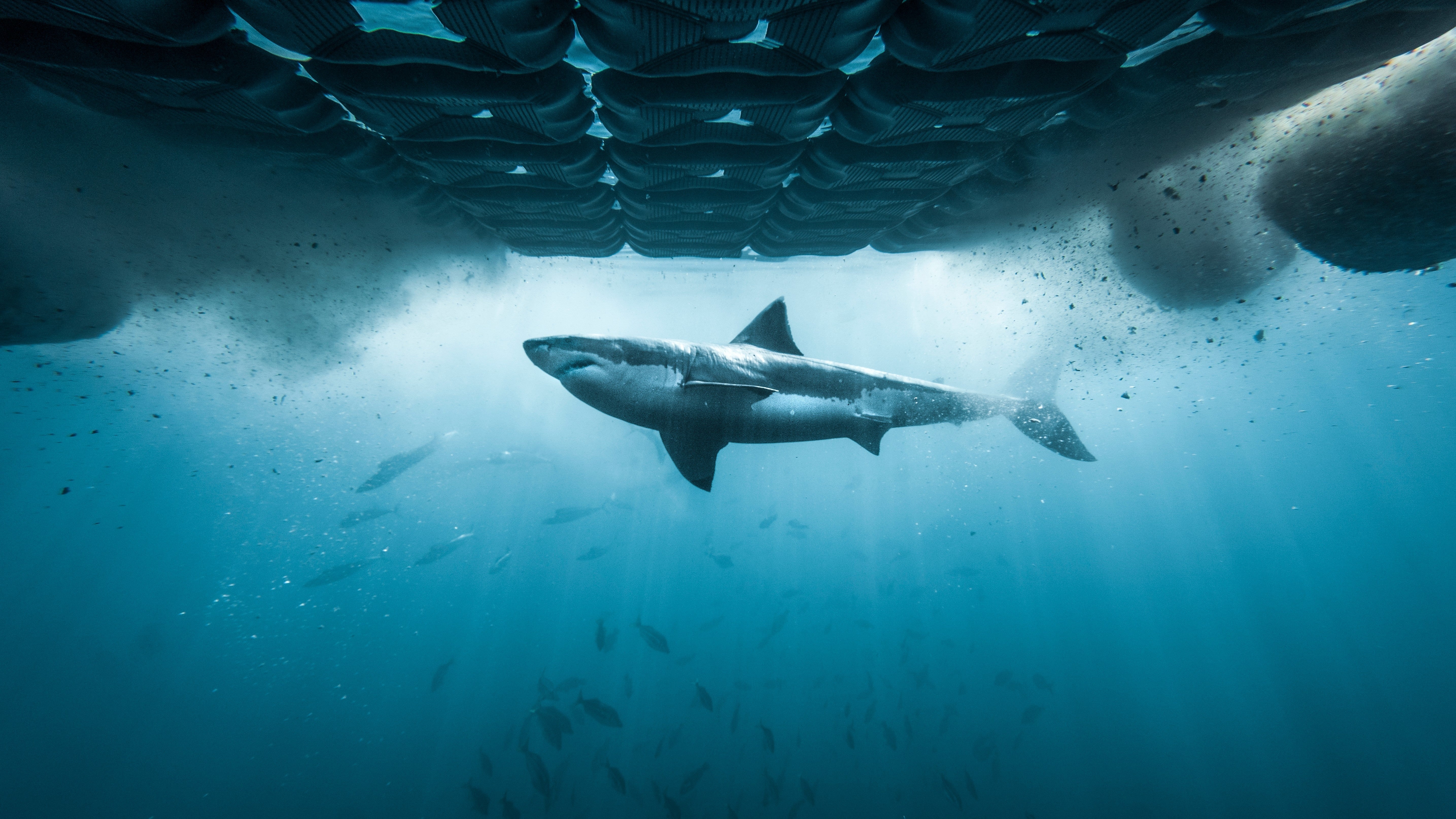 SHARK WEEK