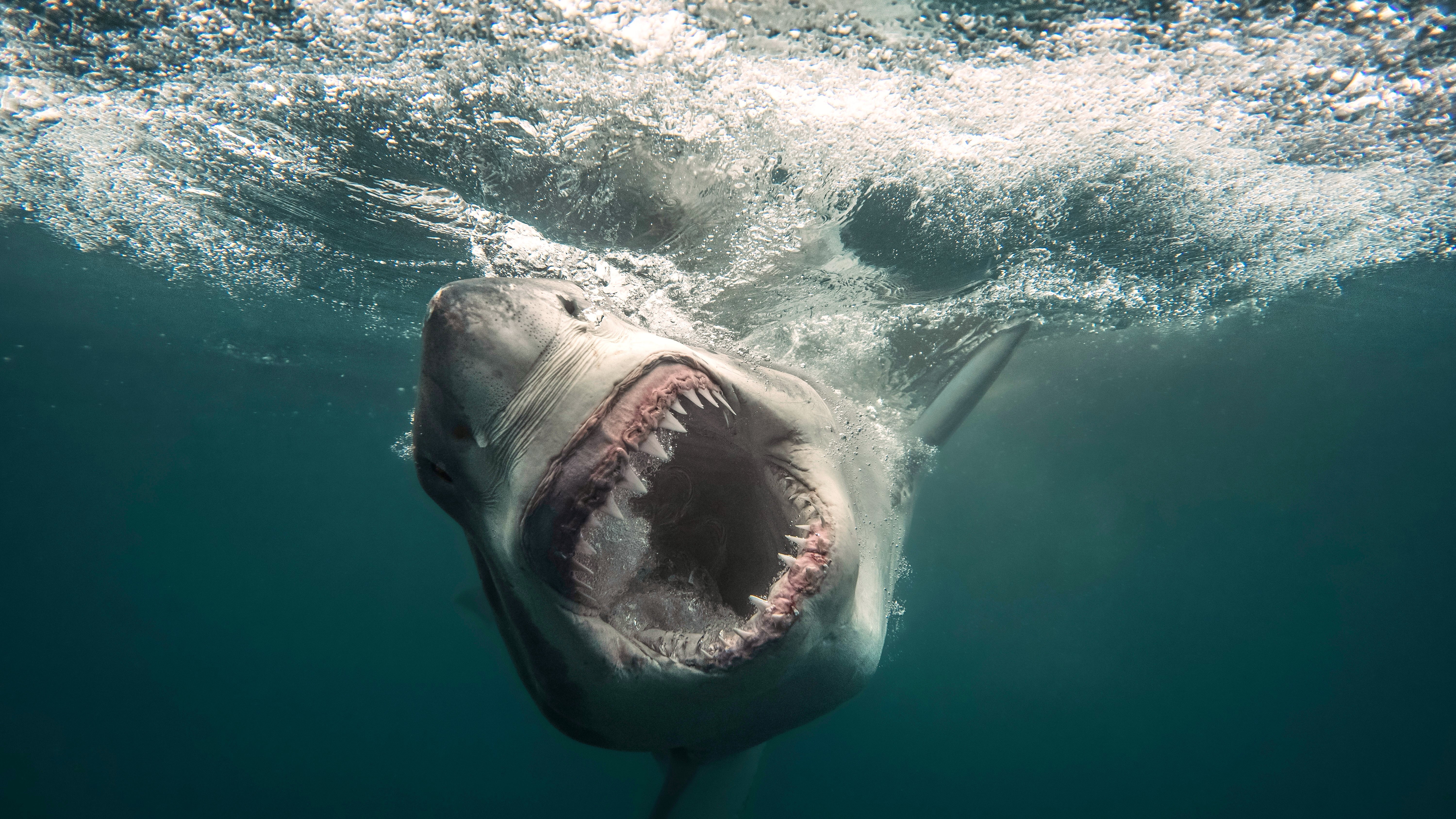 SHARK WEEK