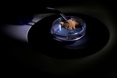 Brasil usa la ciencia forense para rastrear el origen del oro y frenar la minería ilegal en Amazonía