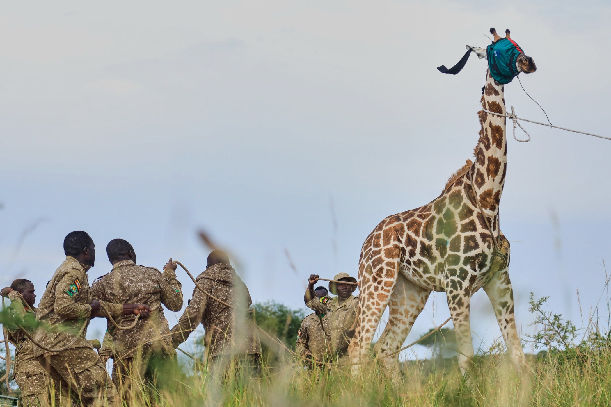UGANDA-JIRAFAS