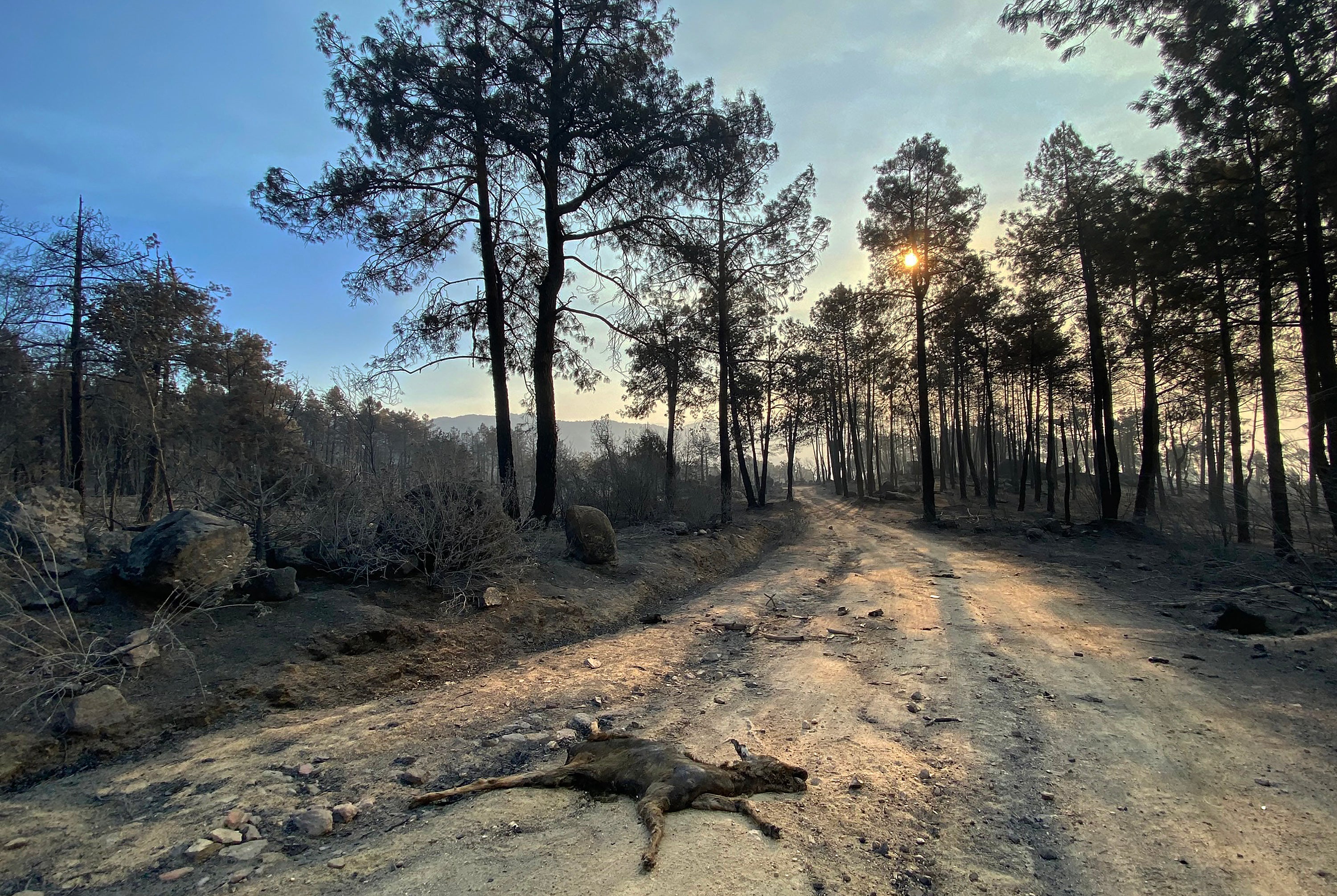 Los restos carbonizados de un cervatillo yacen en el suelo tras un incendio forestal en la zona del embalse de Burguillo, cerca de Navaluenga, a 100 km al oeste de Madrid